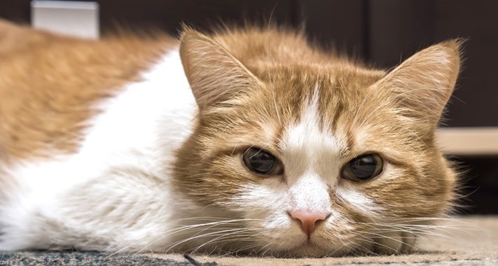 Что делать при поносе у кота: чем лечить диарею кошек