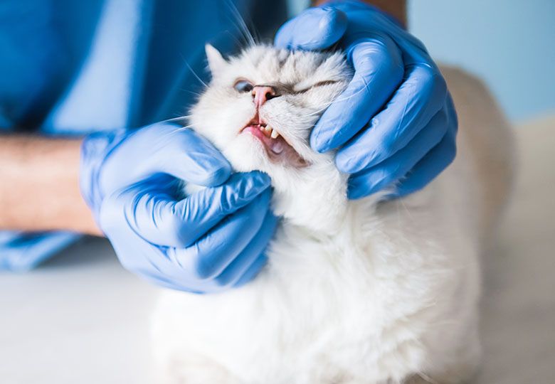Стоматология для кошек